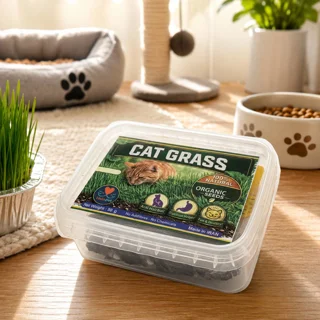 علف گربه تادو | CAT GRASS